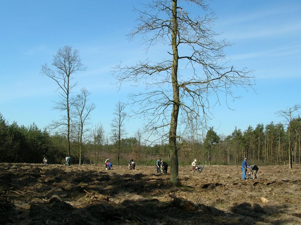 Sadzenie lasu (fot. DK)